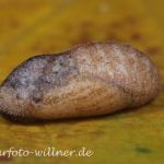 Kleiner Feuerfalter Puppe 4 (Lycaena phleas) Foto W. Willner