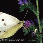 Kleiner Kohlweißling Weibchen (Pieris rapae)