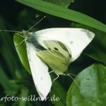 Kleiner Kohlweißling Paarung 4 Foto W. Willner