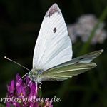 Kleiner Kohlweißling (Pieris rapae) Foto W. Willner-3