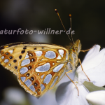 Kleiner Perlmutterfalter (Issoria lathonia) 11 Foto W. Willner