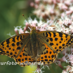 Kleiner Perlmutterfalter (Issoria lathonia) 2 Foto W. Willner