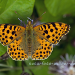 Kleiner Perlmutterfalter (Issoria lathonia) 24 Foto W. Willner