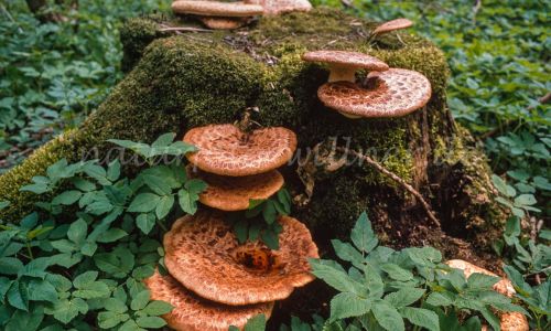 Kleiner Schuppenporling Polyporus tuberaster Foto W. Willner__7836