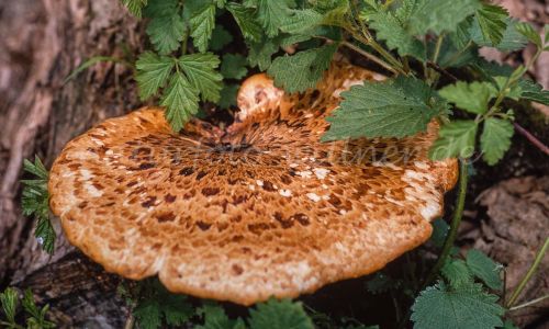 Kleiner Schuppenporling Polyporus tuberaster Foto W. Willner__7924