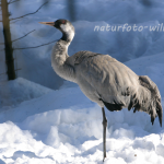 Kranich 5 Foto W. Willner