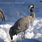 Kranich 7 Foto W. Willner