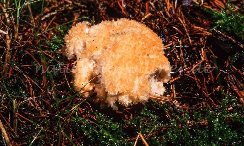 Krause Glucke Sparassis crispa Foto W. Willner_7978