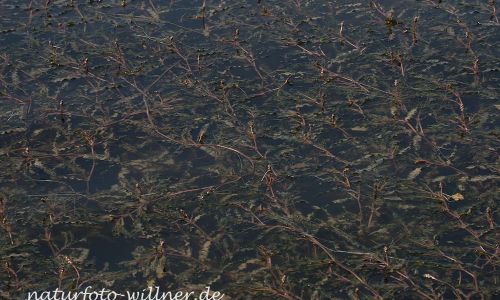 Krauses Laichkraut (Potamogeton crispus) Naturfoto WillnerDSC_14150