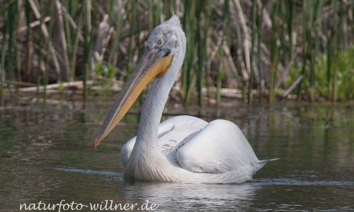 Krauskopfpelikan (Pelecanus crispus) Naturfoto WillnerDSC_1900