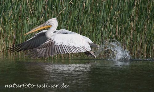 Krauskopfpelikan (Pelecanus crispus) Naturfoto WillnerDSC_1915