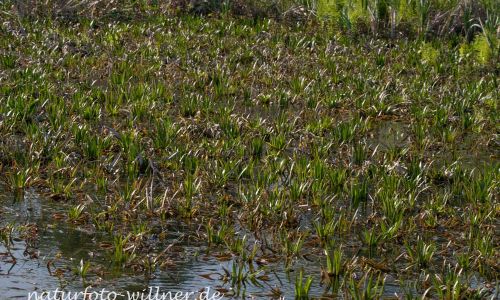 Krebsschere (Stratiotes aloides) Donaudelta Naturfoto WillnerDSC_1740