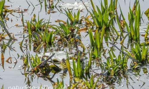 Krebsschere (Stratiotes aloides) Donaudelta Naturfoto WillnerDSC_1742