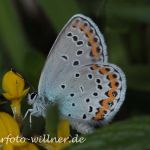 Kronwicken-Bläuling 22 (Plebejus argyrognomon) Foto W. Willner