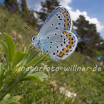Kronwicken-Bläuling 27 (Plebejus argyrognomon) Foto W. Willner