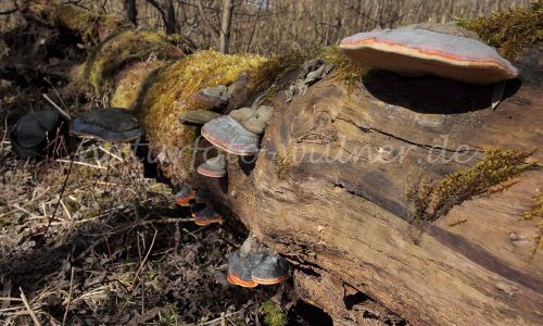 Kupferroter Lackporling Ganoderma pfeifferi Foto W. Willner 1