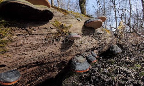 Kupferroter Lackporling Ganoderma pfeifferi Foto W. Willner 11