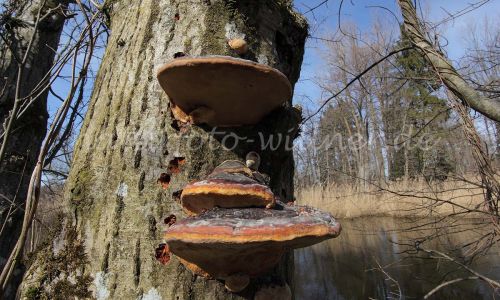 Kupferroter Lackporling Ganoderma pfeifferi Foto W. Willner 15