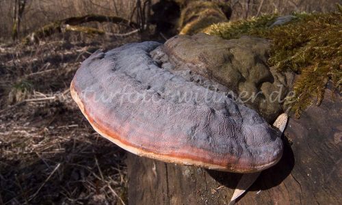 Kupferroter Lackporling Ganoderma pfeifferi Foto W. Willner 3
