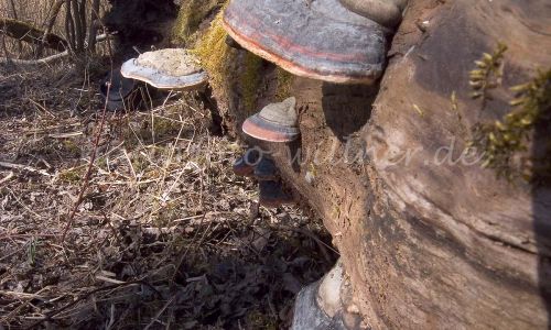 Kupferroter Lackporling Ganoderma pfeifferi Foto W. Willner 4
