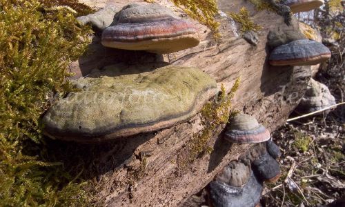Kupferroter Lackporling Ganoderma pfeifferi Foto W. Willner 6