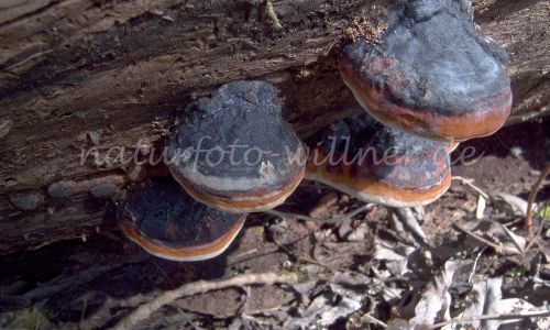 Kupferroter Lackporling Ganoderma pfeifferi Foto W. Willner 7