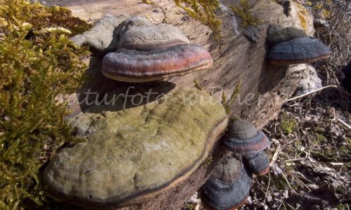 Kupferroter Lackporling Ganoderma pfeifferi Foto W. Willner 9