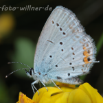 Kurzschwänziger Bläuling (Cupido argiades) 35 Foto W. Willner