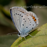 Kurzschwänziger Bläuling Cupido argiades  Foto Wolfgang Willner Naturfoto-17