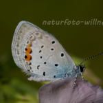 Kurzschwänziger Bläuling Cupido argiades  Foto Wolfgang Willner Naturfoto-3