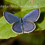 Kurzschwänziger Bläuling Cupido argiades  Foto Wolfgang Willner Naturfoto-40