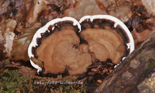 Lackporling 3 Foto W. Willner