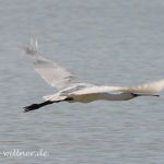 Löffler (Platalea leucorodia) Nationalpark Neusiedler See Foto W. Willner DSC_6506