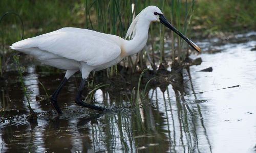 Löffler (Platalea leucorodia) Naturfoto WillnerDSC_1503