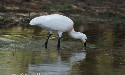 Löffler (Platalea leucorodia) Naturfoto WillnerDSC_1517