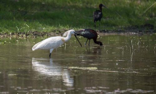 Löffler (Platalea leucorodia) Naturfoto WillnerDSC_1535