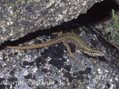 Mauereidechse (Podarcis muralis)