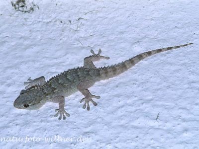 Mauergecko (Tarentola mauritanica)