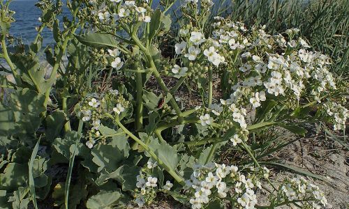 Meerkohl (Crambe maritima) Naturfoto WillnerP5030055