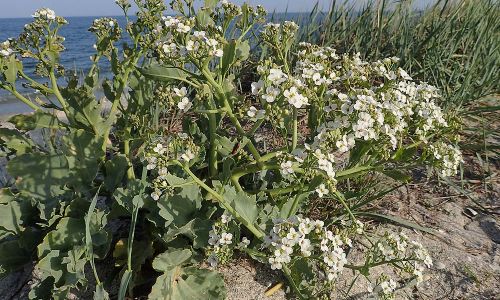 Meerkohl (Crambe maritima) Naturfoto WillnerP5030060