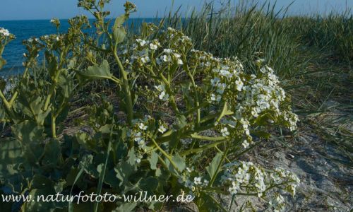 Meerkohl (Crambe maritima) Naturfoto Willner_2017-08-18_1048_C0000_000022