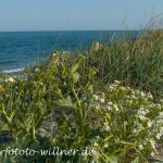 Meerkohl (Crambe maritima) Naturfoto Willner_2017-08-18_1049_C0002_000022
