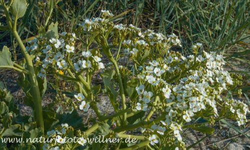 Meerkohl (Crambe maritima) Naturfoto Willner_2017-08-18_1049_C0003_000023