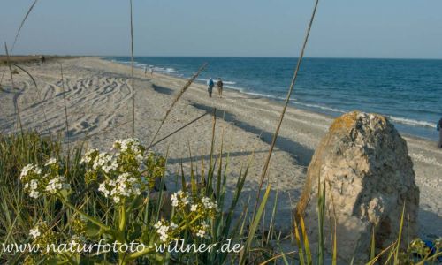 Meerkohl (Crambe maritima) Naturfoto Willner_2017-08-18_1103_C0002_000023