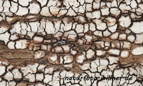 Mosaikschichtpilz 5 Foto W. Willner