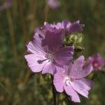 Moschus-Malve (Malva moschata) Foto W. Willner 2045