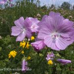 Moschus-Malve (Malva moschata) Foto W. Willner 22472