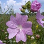Moschus-Malve (Malva moschata) Foto W. Willner 22474