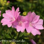 Moschus-Malve (Malva moschata) Foto W. Willner 24