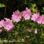 Moschus-Malve (Malva moschata) Foto W. Willner 25